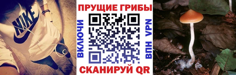 Псилоцибиновые грибы MAGIC MUSHROOMS  кракен как войти  Великий Новгород 
